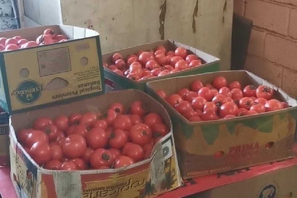 200 кг помидор. Помидоры в ящике. Коробка с помидорами. Розовые помидоры в ящиках. Килограмм помидоров.